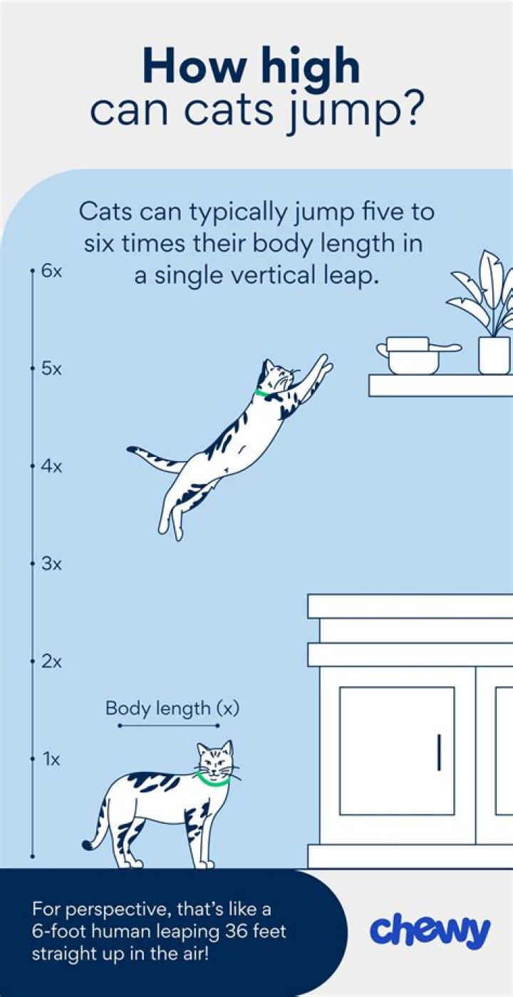How high can Zlatan jump?