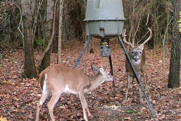 How high off the ground should a deer feeder be?
