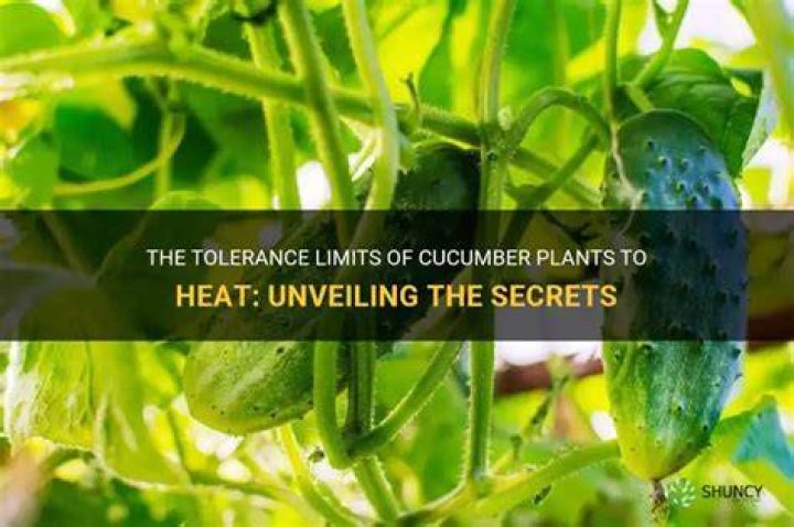 How hot is too hot for cucumber plants?