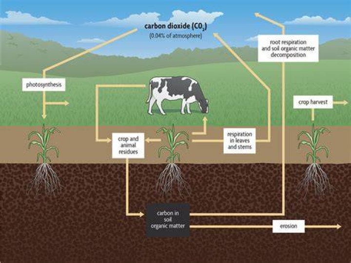 How is carbon dioxide converted into organic matter naturally?