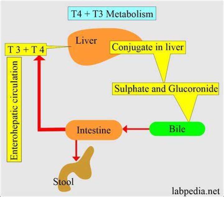 How is T3 and T4 produced?