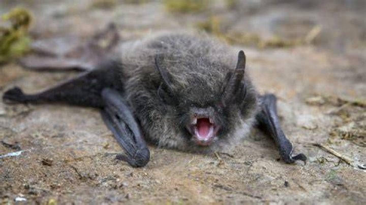 How likely is a bat rabies?