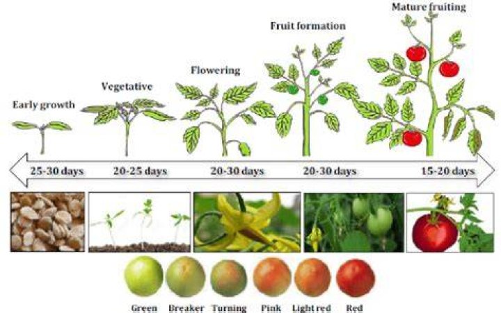 How long after flowering do tomato plants produce fruit?