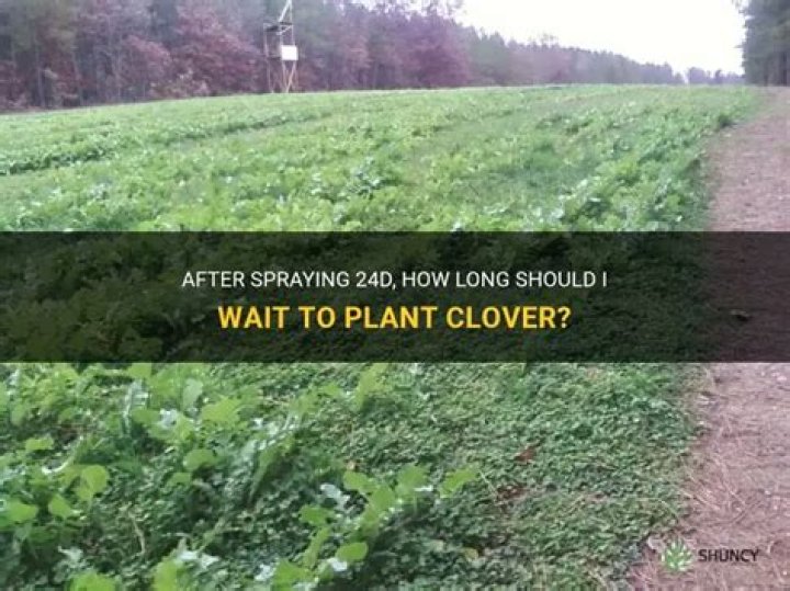 How long after spraying 2,4-D Can I plant vegetables?