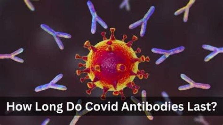 How long are COVID antibodies good for?