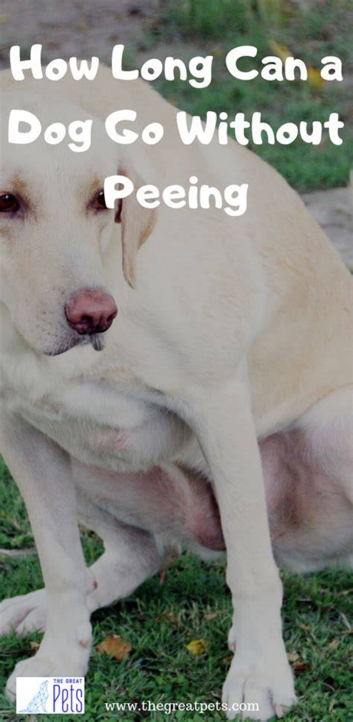 How long can a dog go without peeing?