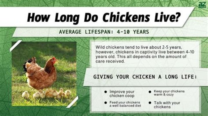 How long can a hen live?