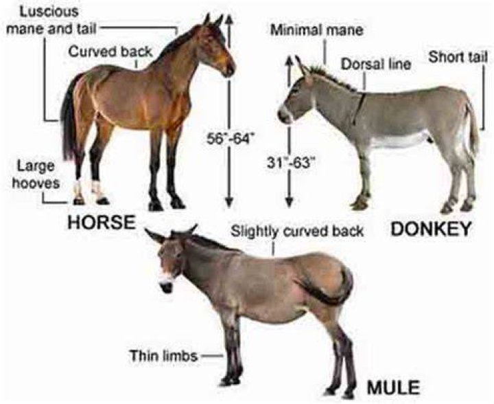 How long can a mule walk?
