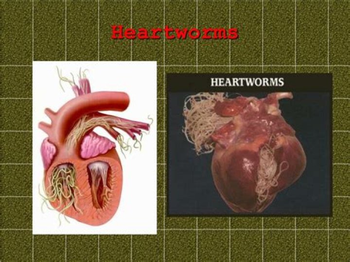 How long can heartworms go untreated?