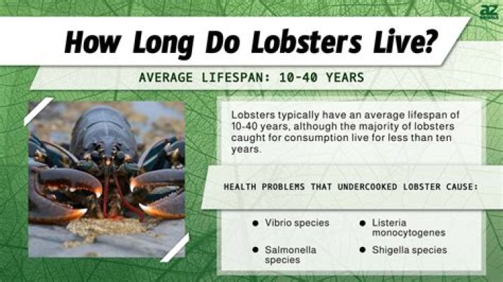 How long can lobsters go without food?