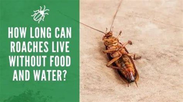 How long can roaches go without water?
