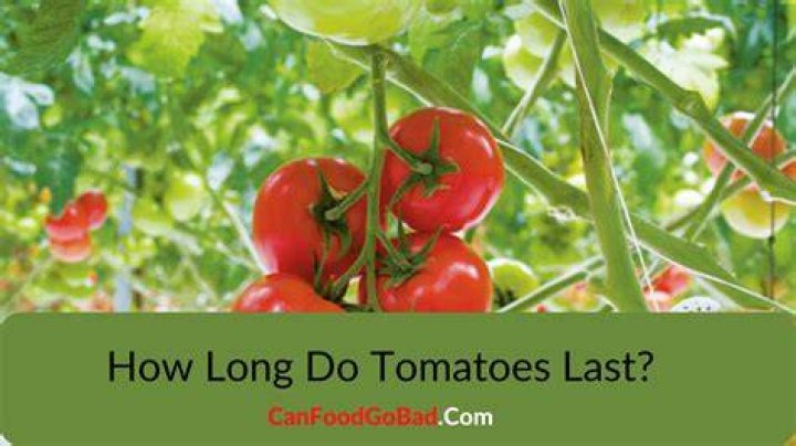 How long can tomatoes go without water?