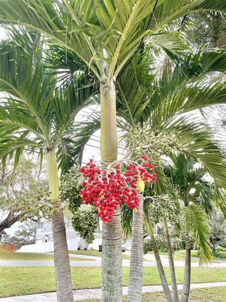How long do Christmas palm trees live?