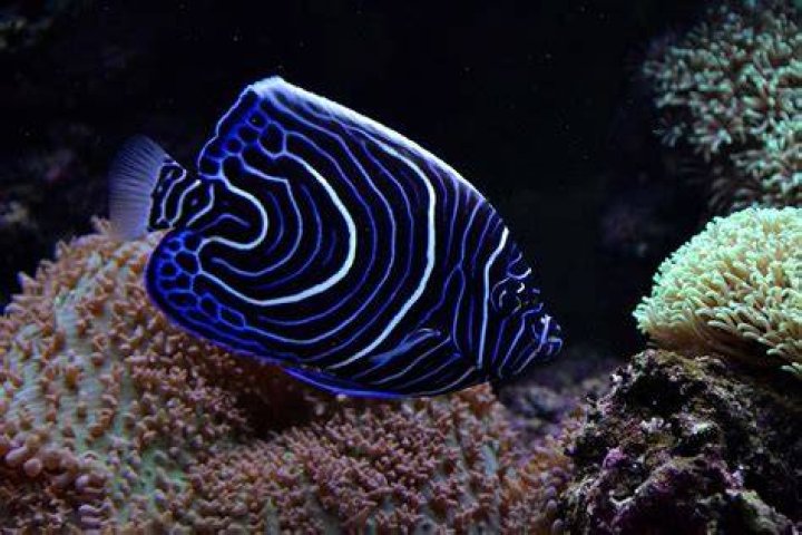 How long do Emperor Angelfish live?