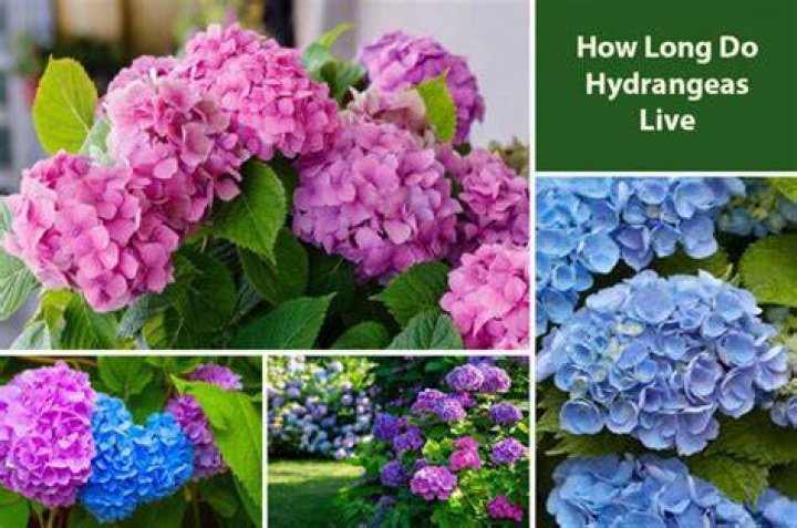 How long do hydrangeas live for?