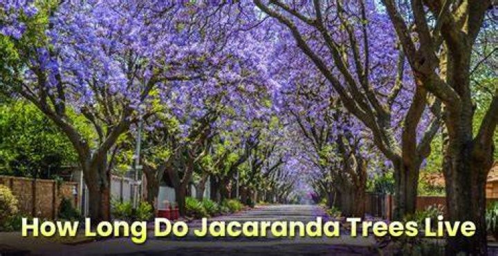 How long do Jacaranda trees live?
