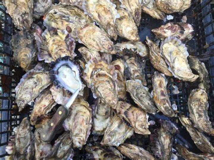 How long do oysters live out of water?