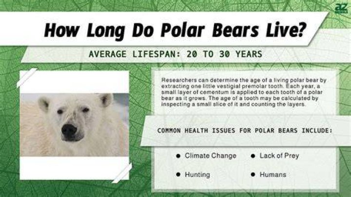 How long do polar bears live?