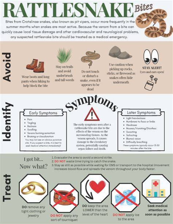How long do you have if a rattlesnake bites you?