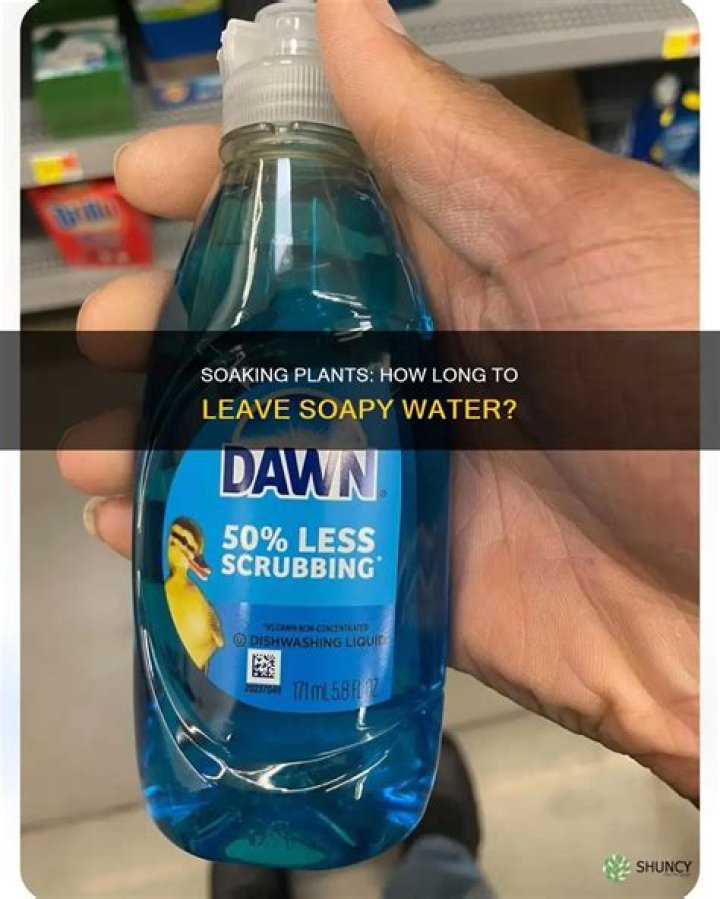 How long do you leave soapy water on plants?