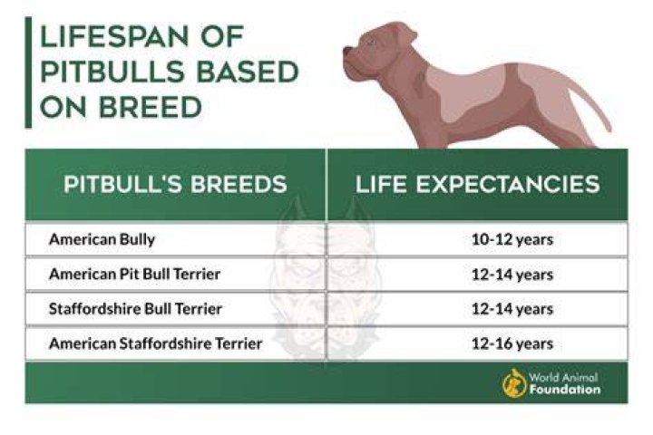 How long does a bull live?