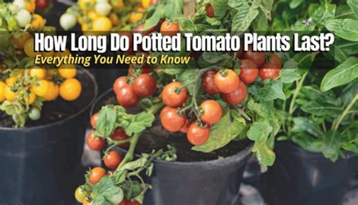 How long does a tomato plant last?