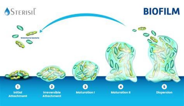 How long does it take for a biofilm to form?