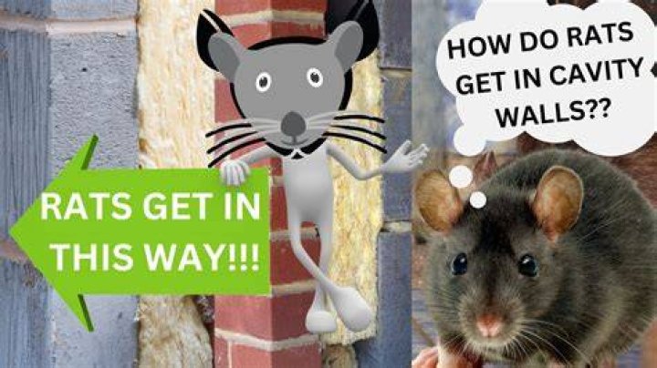 How long does it take for a rat to eat through a wall?