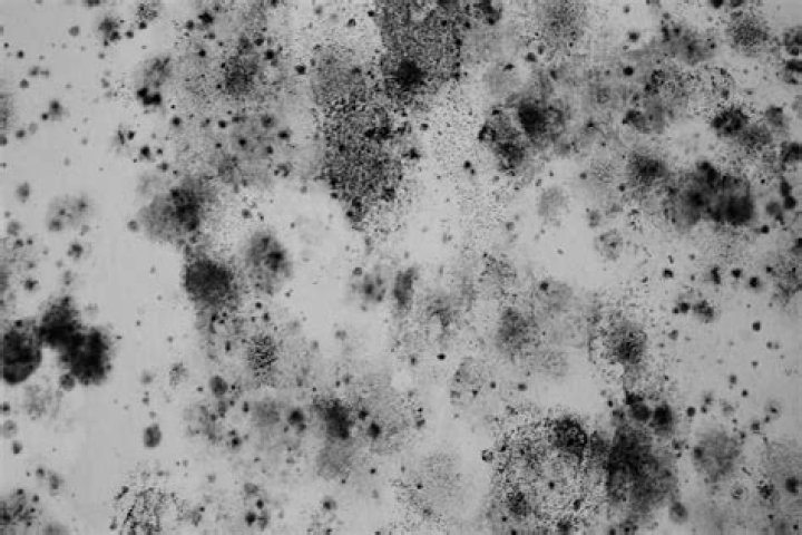 How long does it take for black mold to develop?