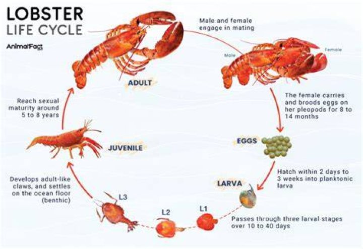 How long does it take for lobsters to go bad?