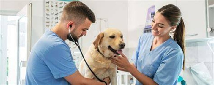 How long does it take to be a full vet?