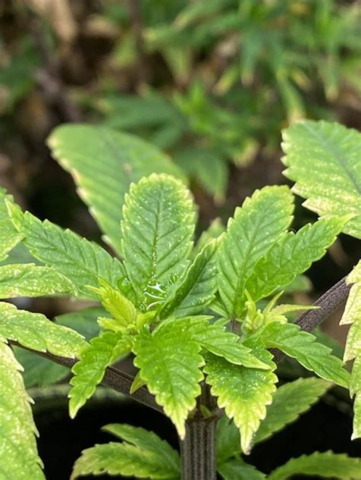 How long does it take to get new growth after topping?