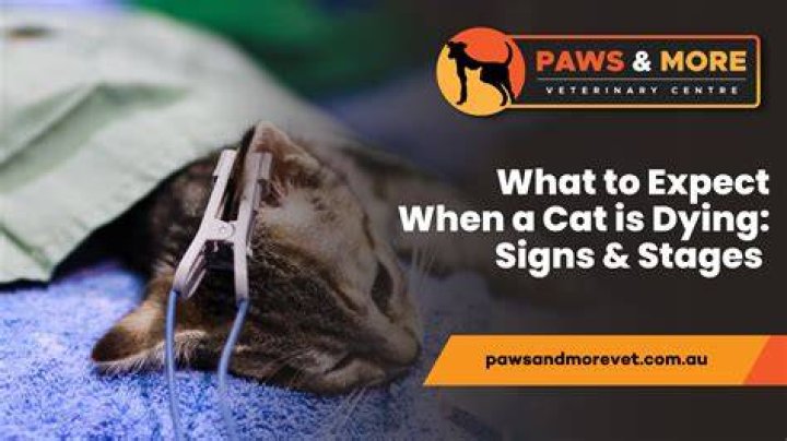 How long does the dying process take in cats?