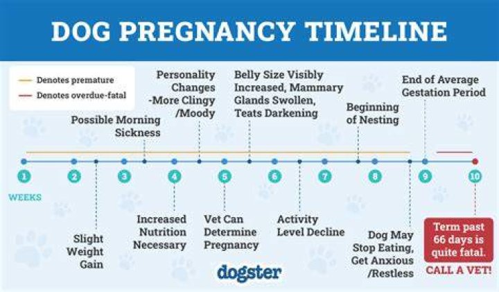 How long is 1 day for a dog?