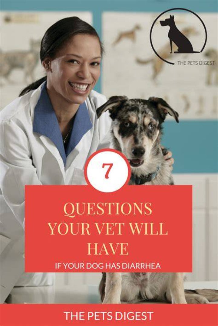 How long should you have diarrhea before going to the vet?