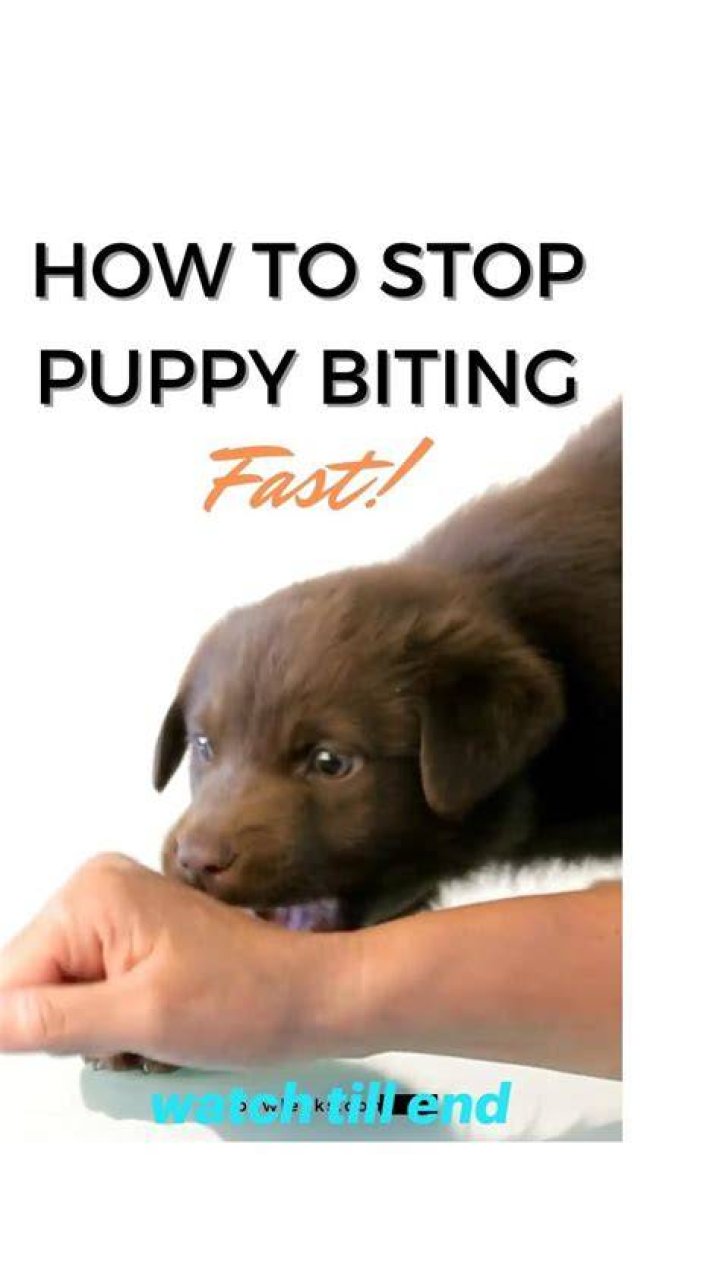How long till my puppy stops biting?