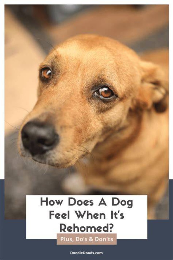 How long will a dog be sad after rehoming?