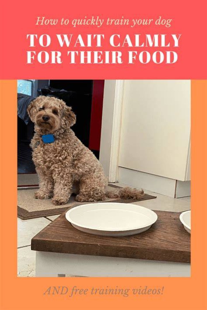 How long will a dog wait to eat you?