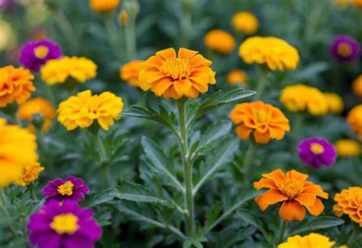 How long will marigolds last?