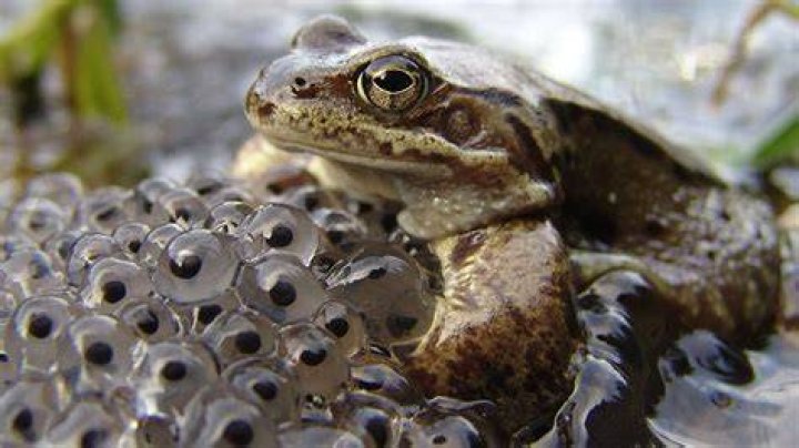 How many babies does a frog have?