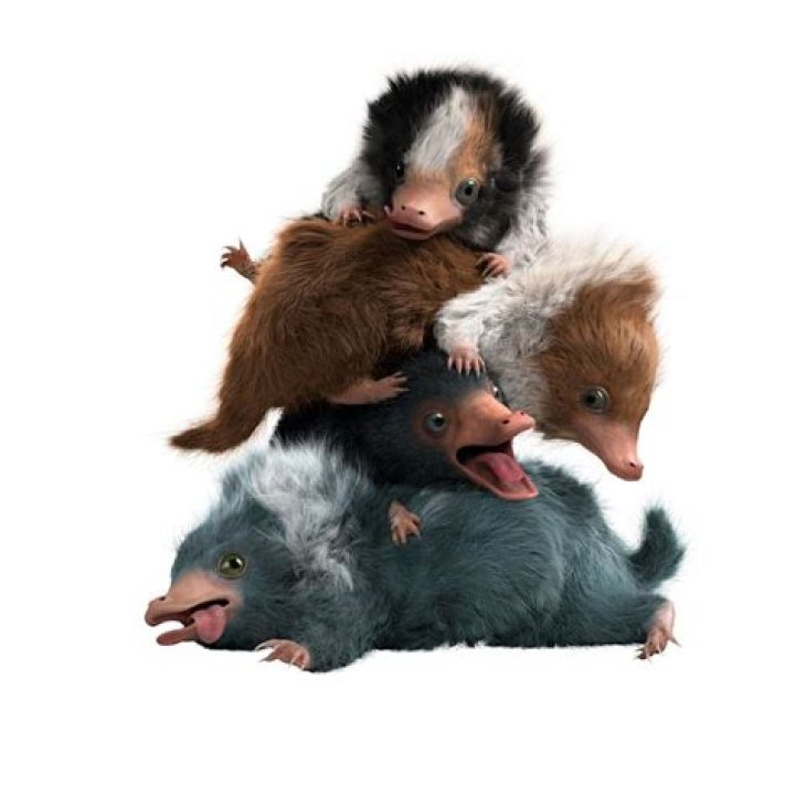 How many baby Nifflers are there?