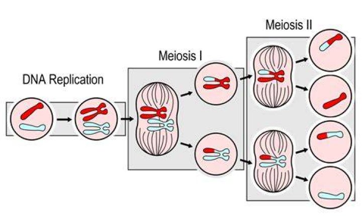 How many copies of DNA does meiosis start with?