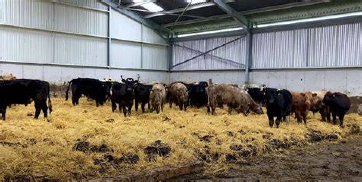 How many cows does a bull need?