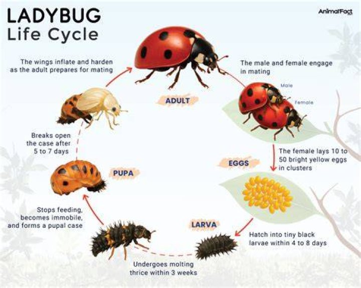 How many days does a ladybug live?