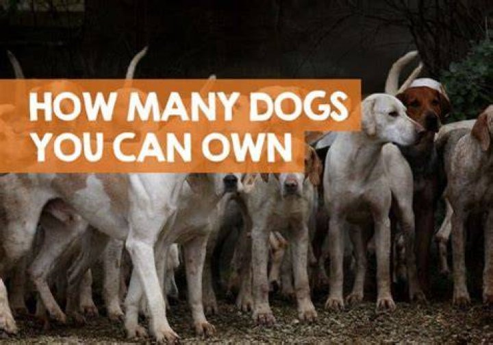 How many dogs can you own UK?