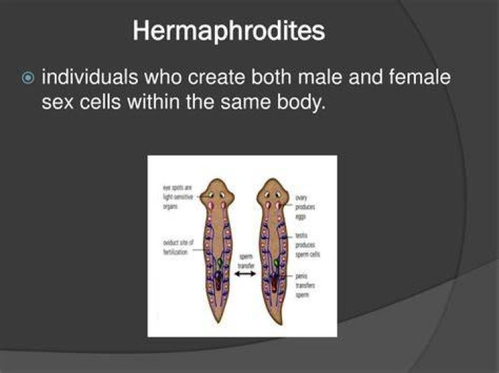 How many hermaphrodites are there in the world?