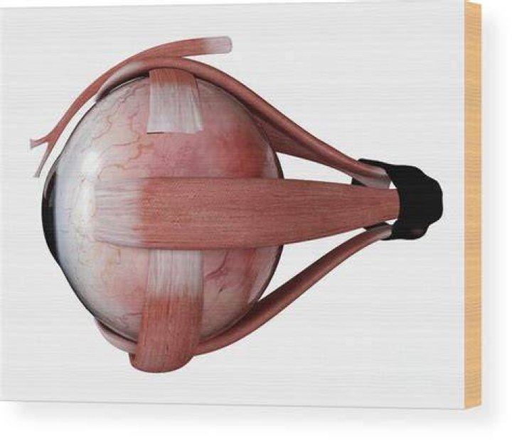 How many K is the human eye?