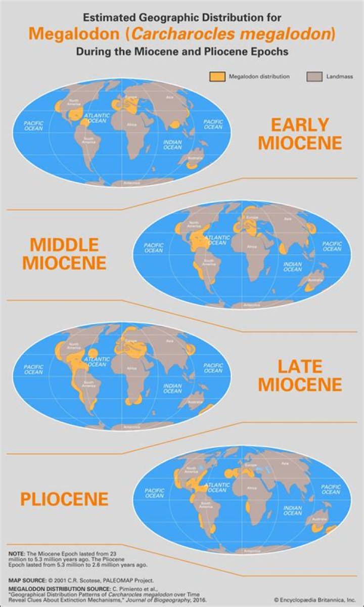 How many megalodons were there?