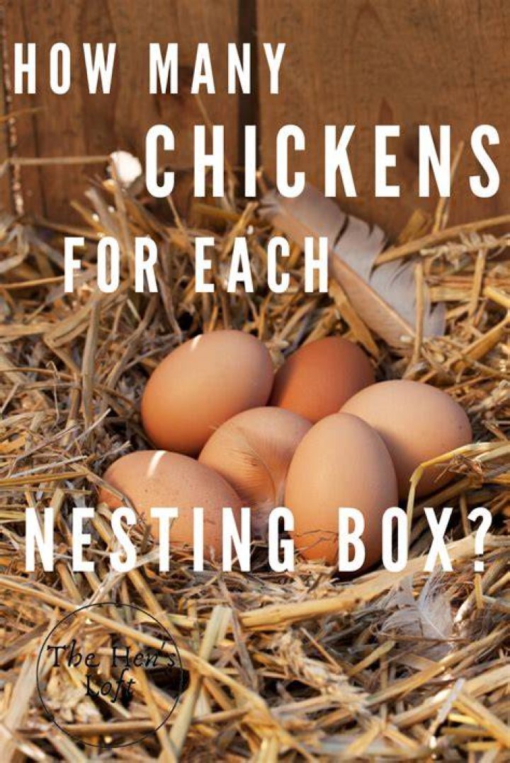 How many nesting boxes do I need for six chickens?