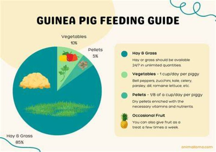 How many times a day should guinea pigs eat?
